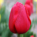 Red Impression Darwin Hybrid Tulip Flower Bulbs - 10 Bulbs per Pack - Good as Cut Flowers - Perennializing - Easy to Grow Live Plants - Outdoor Garden