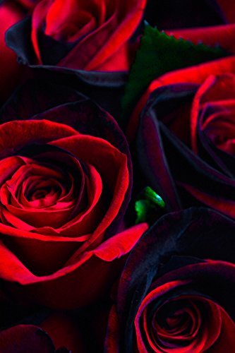 36 Stems - Fresh Cut Black and Red Roses from Flower Explosion