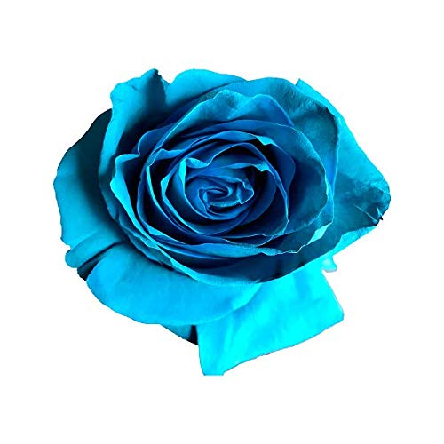 Fresh Cut Tinted Turquoise Roses from Flower Explosion - 24 Stems