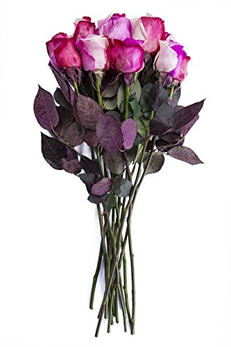 36 Stems - Fresh Cut "Cotton Candy" Tinted Roses from Flower Explosion