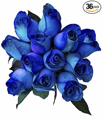 36 Stems - Fresh Cut Blue Lollipop Roses from Flower Explosion