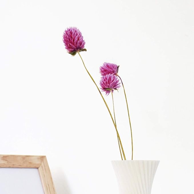 Dried Flower White Globe Amaranth Dry Flower Bundles 100% Naturally for Home Decor Party (Purple)
