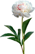 Easy to Grow Peony Festiva Maxima - 1 Field Grown Root Division, Fragrant Flowers in Spring