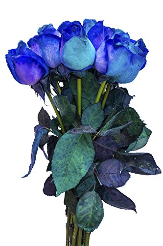 24 Stems - Fresh Cut Blue Lollipop Roses from Flower Explosion