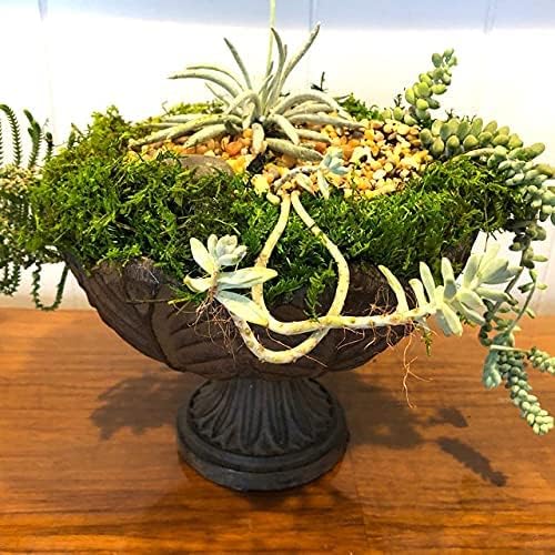 Preserved Sheet Moss Natural Green Decorative Real Natural Green DIY Kit Gardenning Art Wall Decor Florist Decor Easter Table Decor Wedding 2 sq.ft.Green-B