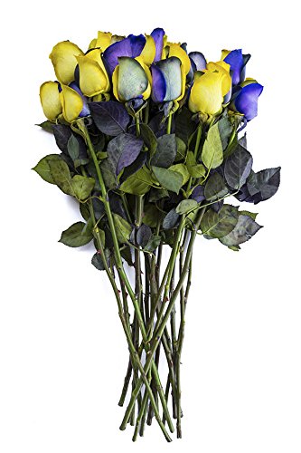 36 Stems - Fresh Cut Yellow & Purple Roses from Flower Explosion