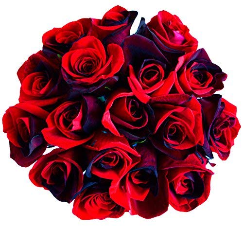 24 Stems - Fresh Cut Black and Red Roses from Flower Explosion