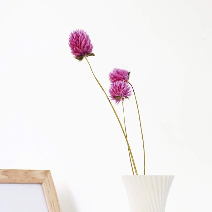 Dried Flower White Globe Amaranth Dry Flower Bundles 100% Naturally for Home Decor Party (Purple)