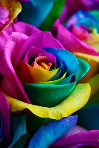 Fresh Rainbow Roses Bouquet - 12 Premium Stems by Flower Explosion