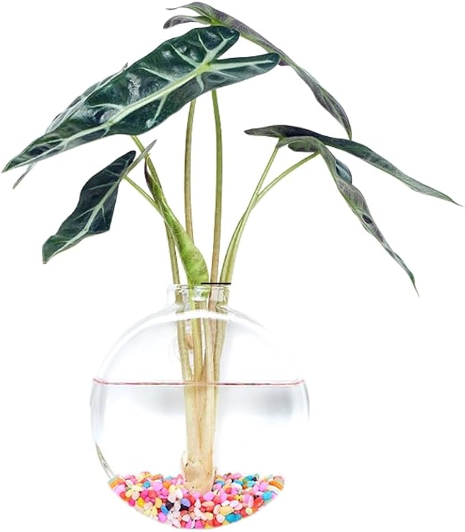 Wall-Mounted Acrylic Planter for Hydroponic Plants – Round Disc Vase Small, Modern Transparent Design for Home & Office Decoration