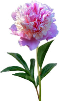 Easy to Grow Peony Sorbet - 1 Field Grown Root Division, Fragrant Flowers in Spring
