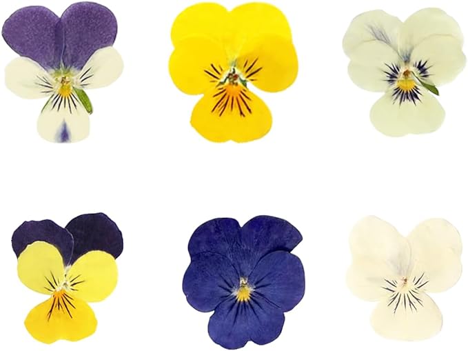 48 Pcs Mixed Pansy Dried Pressed Flowers for Crafts,Real Nature Dry Flower Bulk for Resin Jewelry Making Candle Making Frame Decoration Art Floral Decors