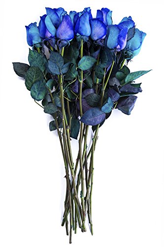 36 Stems - Fresh Cut Blue Lollipop Roses from Flower Explosion