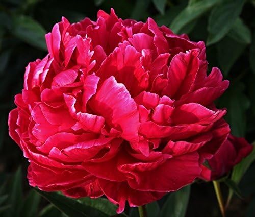Easy to Grow Peony 'Benjamin Franklin' Plant Division (1 Pack) - Fragrant Red Flowering Blooms in Spring Gardens