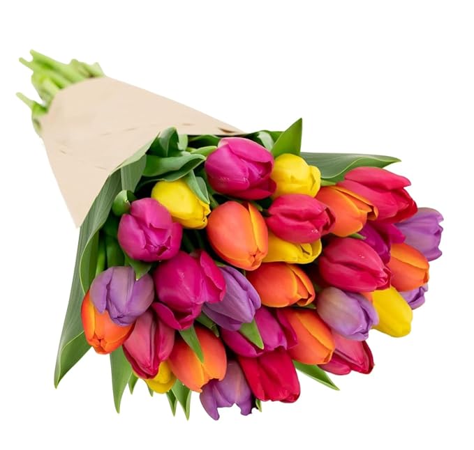 Stargazer Barn - 30 Stem Rainbow Tulips (Vase Not Included) - Fresh Flowers for Delivery - Gift for Anniversary, Birthday, Congratulations, Get Well, Graduation, Sympathy