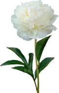 Easy to Grow Peony Gardenia - 1 Field Grown Root Division, Fragrant Flowers in Spring
