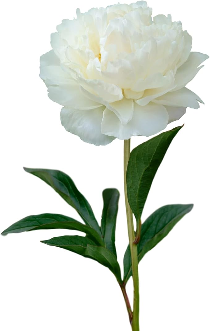 Easy to Grow Peony Gardenia - 1 Field Grown Root Division, Fragrant Flowers in Spring