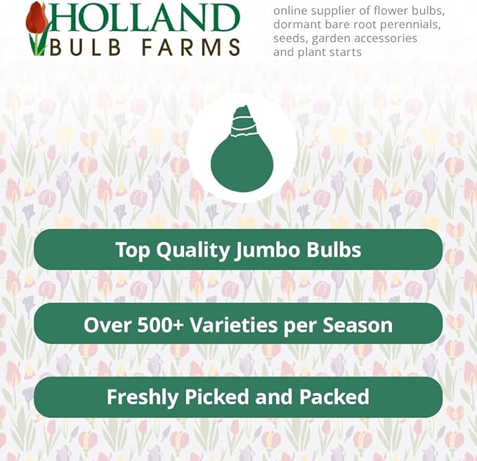 Red Impression Darwin Hybrid Tulip Flower Bulbs - 10 Bulbs per Pack - Good as Cut Flowers - Perennializing - Easy to Grow Live Plants - Outdoor Garden