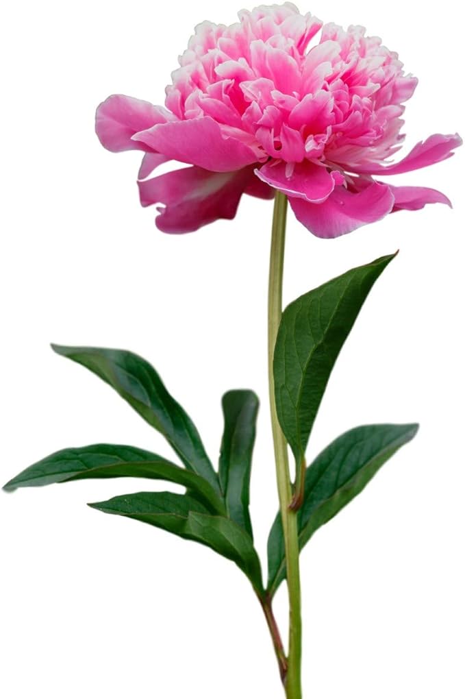 Easy to Grow Peony Madame Emile Debatene - 1 Field Grown Root Division, Fragrant Flowers in Spring