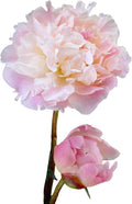 Easy to Grow Peony Lady Alexandra Duff - 1 Field Grown Root Division, Fragrant Flowers in Spring