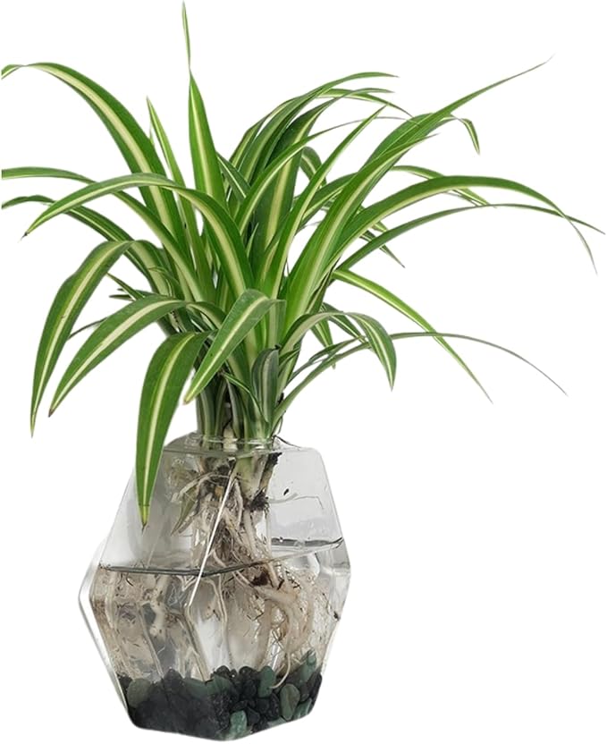 Wall-Mounted Acrylic Planter for Hydroponic Plants – Hexagonal Vase Large, Modern Transparent Design for Home & Office Decoration