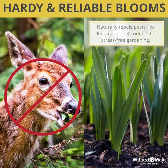 50-Pack Tulip & Daffodil Grower's Mix - 25 Tulips & 25 Daffodils, Mixed Colors, Easy Fall Planting for Bright Spring Blooms - Perennializing Kit of Colorful Flower Blooms – Fall Planting