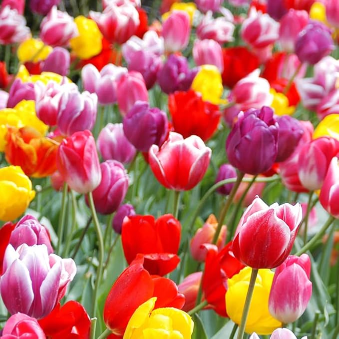 50-Pack Tulip & Daffodil Grower's Mix - 25 Tulips & 25 Daffodils, Mixed Colors, Easy Fall Planting for Bright Spring Blooms - Perennializing Kit of Colorful Flower Blooms – Fall Planting
