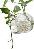 Wall-Mounted Acrylic Planter for Hydroponic Plants – Mantou Vase Large, Modern Transparent Design for Home & Office Decoration