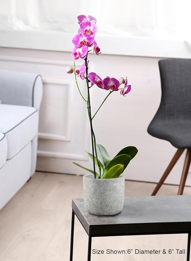 Serene Spaces Living CrackleStone Rustic Cement Vase, Decorative Planter with Cracked Texture, Perfect for Succulents, Small Plants, or Floral Arrangements, 7" Diameter & 6" Tall