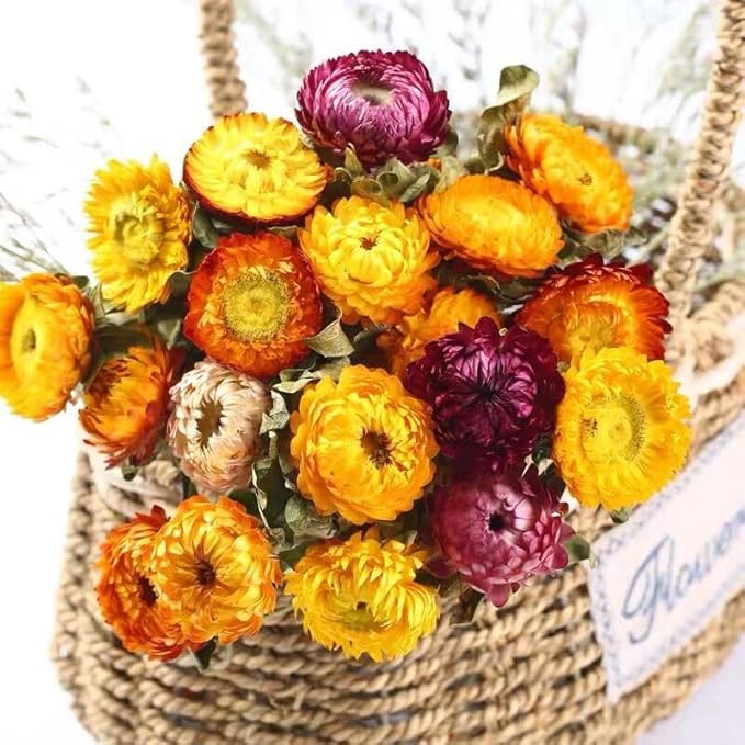 12Pcs Natural Dried Daisy Flowers Stems - Real Natural Dried Flowers Bouquet for Vase, Farmhouse Rustic Wedding Home Decor, DIY Handmade Dry Flower Arrangement, Gardening, Gift, Multi-Colored