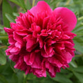 Easy to Grow Peony 'Benjamin Franklin' Plant Division (1 Pack) - Fragrant Red Flowering Blooms in Spring Gardens