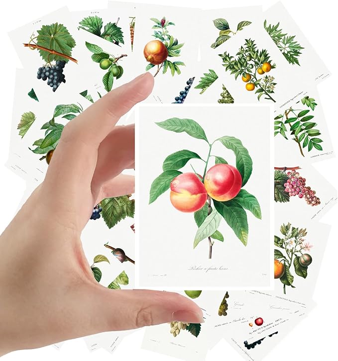 Large Stickers 24 pcs (2.5"x3.5" Each) Fruits and Grapes Vintage Botannical Books Illustrations by Redoute Retro Postcards Greeting Card Reprint