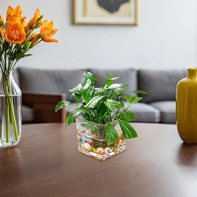 SMASOLO Clear Hydroponic Glass Cube Vase Thickened Square Flower Planter Decorative Hydroponic Flower Container for Home Office Table Centerpiece