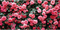 15x10ft Art Studio Flower Photo Background Pink Rose Photography Backdrop for Pictures Newborn Bridal Shower Birthday Party Banner Decor Photo Studio Props
