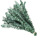 20pcs Dried Eucalyptus Stems - Real Long Eucalyptus, Fall Decorations for Home, 17" Floral Arrangement, Wedding (Green)