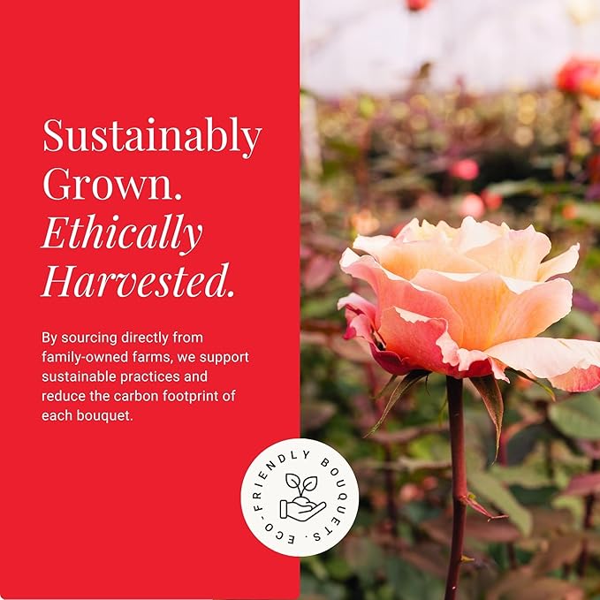BloomsyBox- Peach Roses - 24 Long Stems, Long Lasting, Hand-Tied in Eco-friendly, Vase Not Included, Fresh Flowers for Delivery – Gift for Birthday, Anniversary, Get Well, Congratulations, Wedding
