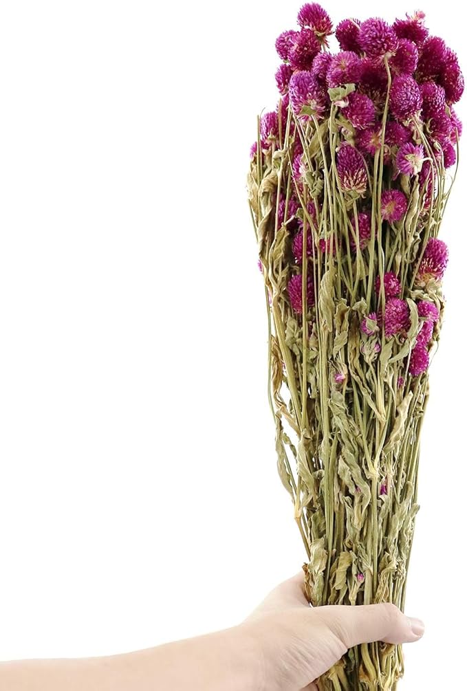 Dried Flower White Globe Amaranth Dry Flower Bundles 100% Naturally for Home Decor Party (Purple)