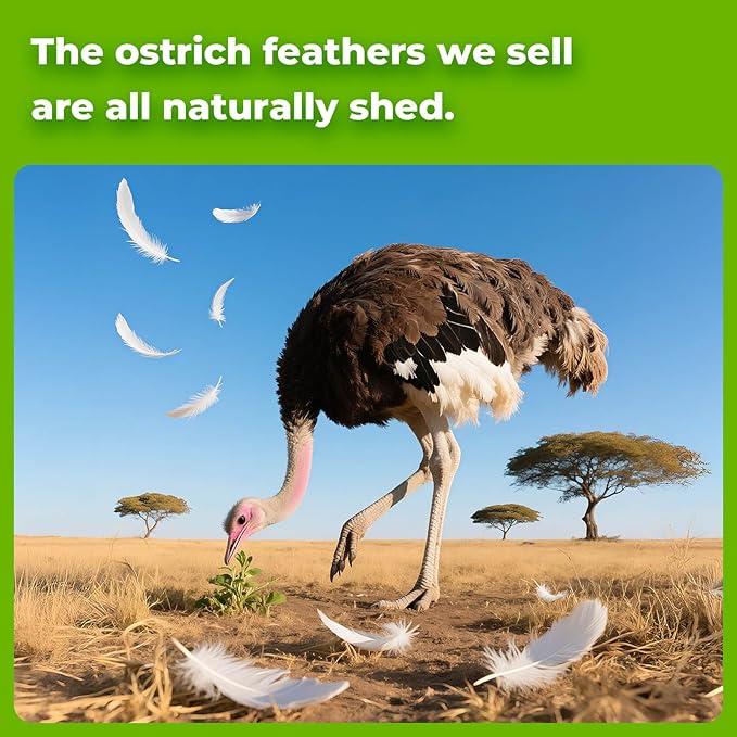 Piokio 20 pcs Natural Purple Ostrich Feathers 8-10 inch(20-25 cm) Bulk for DIY Handmade Artwork and DIY Clothes, Feather Pens, Dream Catcher, Table Decoration.