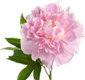 Easy to Grow Peony Mrs. F.D. Roosevelt - 1 Field Grown Root Division, Fragrant Flowers in Spring