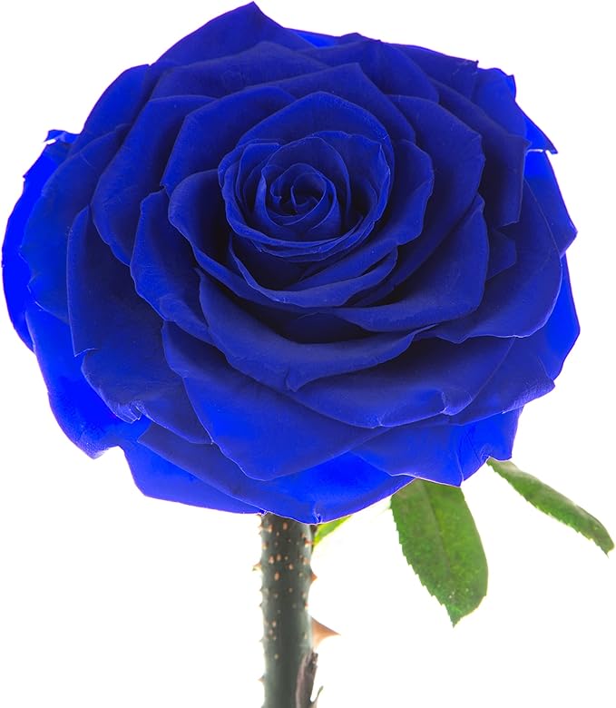 Forever Preserved Rose - Eternal Rose in Glass Dome - Beauty and The Beast Rose for Mom - Fresh Flowers in Glass (Blue, 9 Inch)