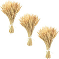 Uieke 17.7 Inches Dried Wheat Stalks, 300 Stems Dried Flowers 100% Natural Wheat for Home Kitchen Wedding Party Table Centerpiece Harvest Wreath Boho Farmhouse DIY Fall Decor