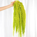 5Pcs Dried Amaranthus Hanging Flowers, Natural Preserved Flower for Wedding Arch, Exhibition, Wall Hanging Lover Tears, Floral Arrangement, Home Decor (Chartreuse, 24")