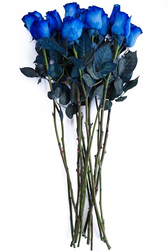 36 Stems - Fresh Cut Blue Roses from Flower Explosion