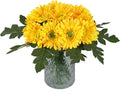 IPOPU 2 Bundles Artificial Gerbera Daisy Flowers 14 Heads Yellow Fake Daisy with Stems Faux Silk Daisy Flower for Wedding Bridal Bouquet Party Floral Arrangements Home Table Centerpiece Decor (Yellow)