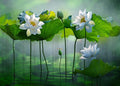 BELECO 10x6.5ft Fabric Lotus Flower Backdrop Lotus Garden Blooming White Lotus Flowers Pond Background Wall Decor Photo Booth Shoot Studio Props Wallpaper