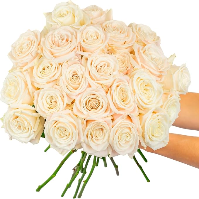 BloomsyBox - White Roses - 24 Long Stems,Long Lasting, Hand-Tied in Eco-friendly, Vase Not Included, Fresh Flowers for Delivery – Gift for Birthday, Anniversary, Get Well, Congratulations, Wedding