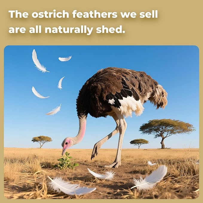 Piokio 20 pcs Champange Ostrich Feathers Plumes 8-10 inch(20-25 cm) Bulk for DIY Clothes, Feather Pens, Dream Catcher, Gatsby Decorations