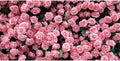 10x6.5ft Flower Backdrop Pink Rose Floral Wall Photography Background Birthday Baby Shower Wedding Party Banner Decorations Supplies Photo Booth Props