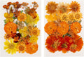 60 Pieces Fall Dried Pressed Flowers Orange Natural Dry Flowers for Crafts,Resin Mold,Scrapbooking,Candle,Soap Making,Embellishment Decorations
