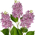 Artificial Lilac Flowers 30" Tall – Set of 3 Silk Lilac Flower Stems for Home Decor, Wedding Centerpieces, Faux Floral Arrangements – Purple Artificial Flowers for Vase, Spring & Farmhouse Décor